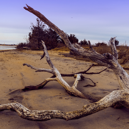 Beach Wood Candle