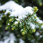 Fraser Fir Candle